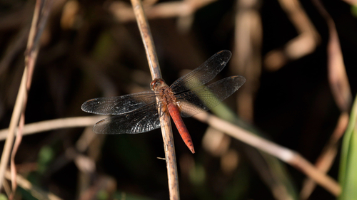 Red-tailed Pennant