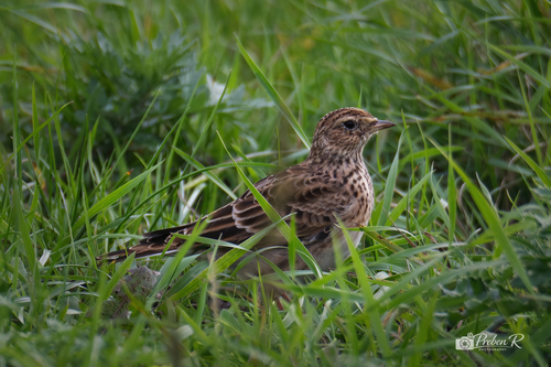 Eurasian Skylark