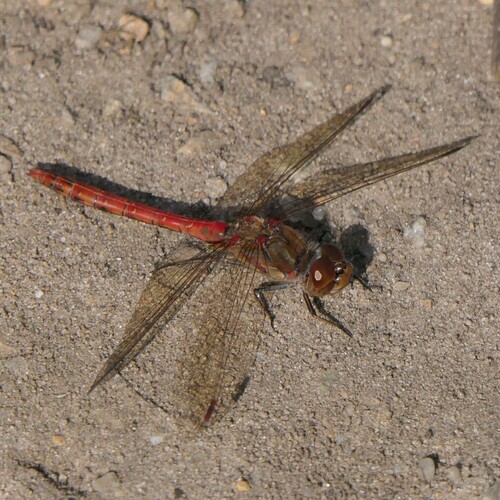 Common Darter