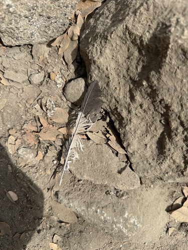 iNaturalist observation photo of Birds