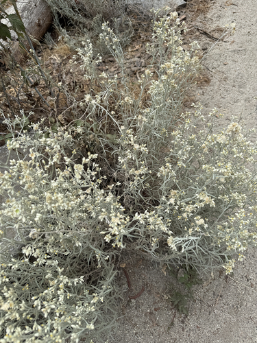 iNaturalist observation photo of Northwestern rabbit-tobacco