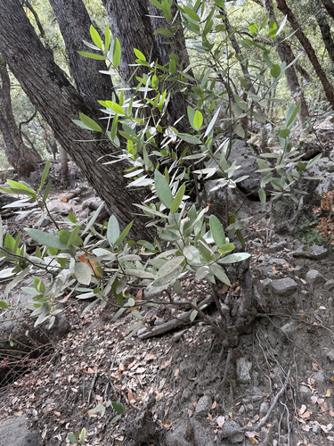 iNaturalist observation photo of California bay
