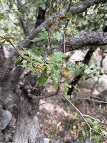 iNaturalist observation photo of canyon live oak