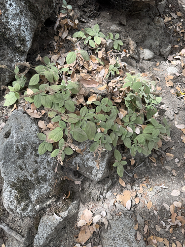 iNaturalist observation photo of Violet draperia