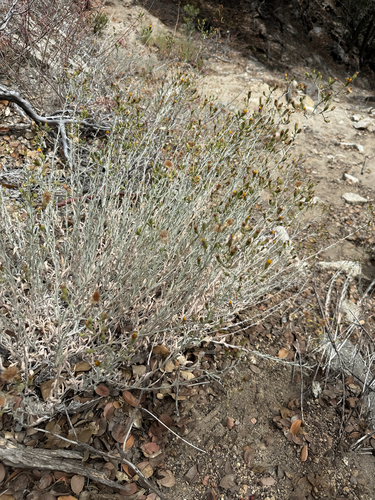 iNaturalist observation photo of California Aster