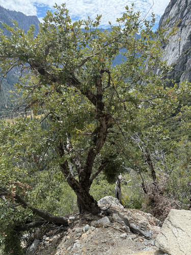 iNaturalist observation photo of Dicots