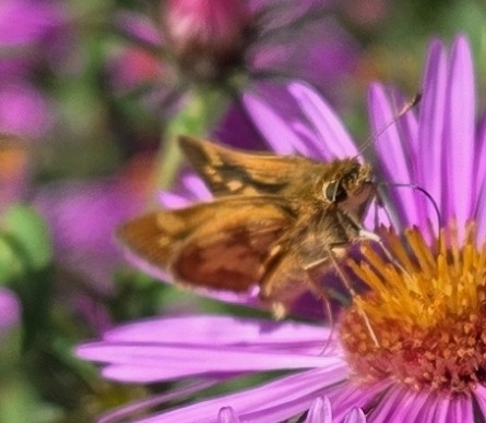 Peck's Skipper