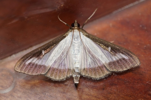 Box Tree Moth