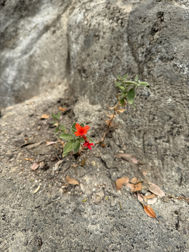 iNaturalist observation photo of California fuchsia