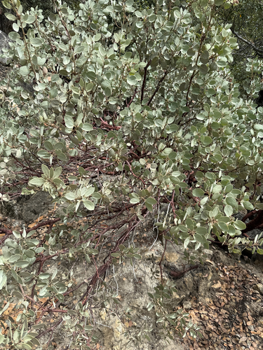 iNaturalist observation photo of Whiteleaf Manzanita