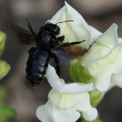 Violet Carpenter Bee
