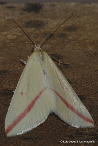 Vestal