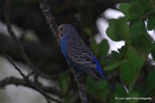Domestic Budgerigar