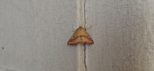 Chickweed Geometer Moth
