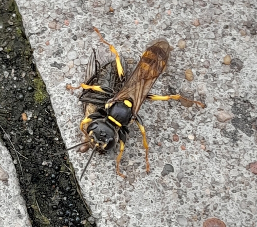 Field digger wasp