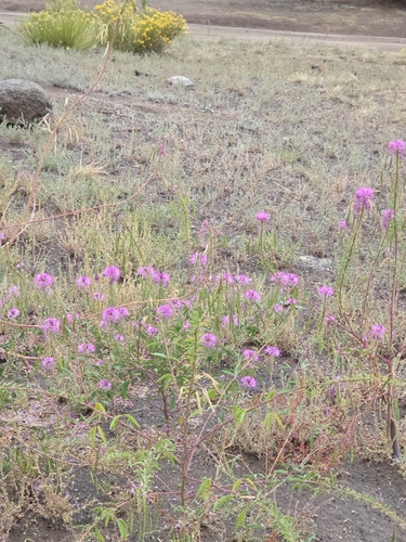 Rocky Mountain Beeplant