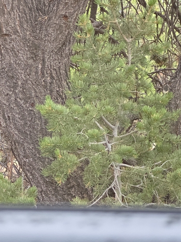 Colorado Pinyon