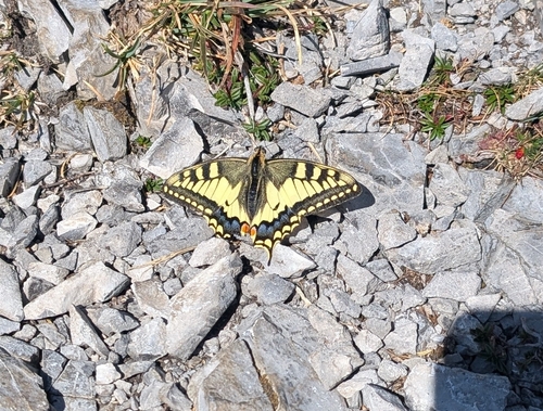 Old World Swallowtail