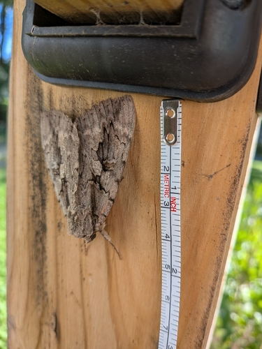 Sweetheart Underwing