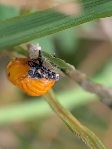 Asian Lady Beetle