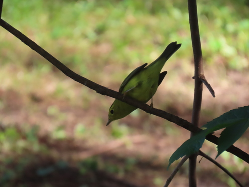 Wilson's Warbler