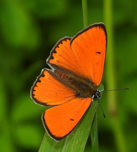 Large Copper