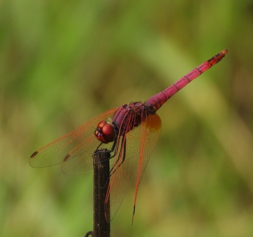 Violet Dropwing