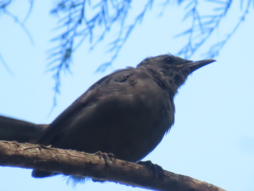 Gray Catbird