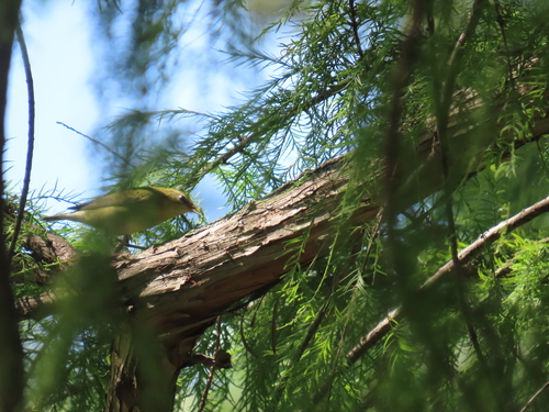 Tennessee Warbler