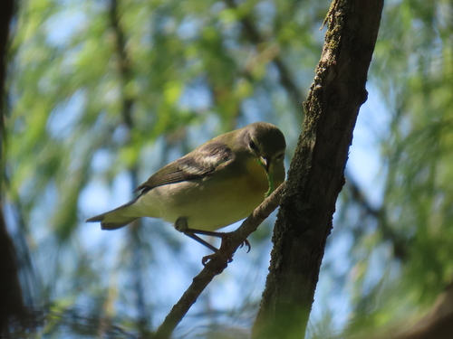 Northern Parula