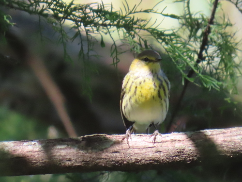 Cape May Warbler