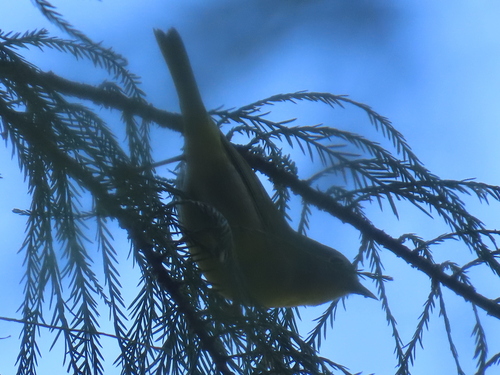 Nashville Warbler