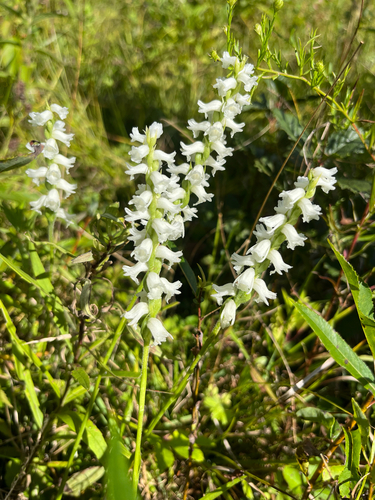 Appalachian ladies’ tresses