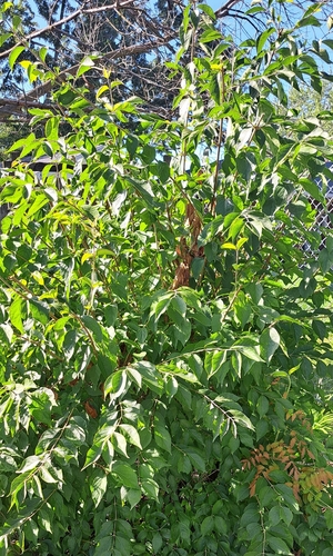 autumn olive