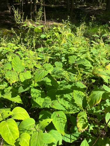 citronella horse balm