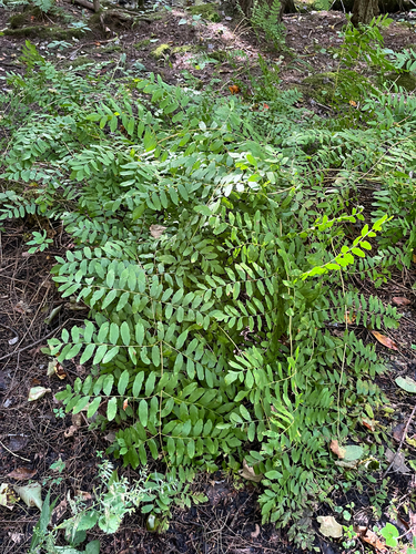 American Royal Fern