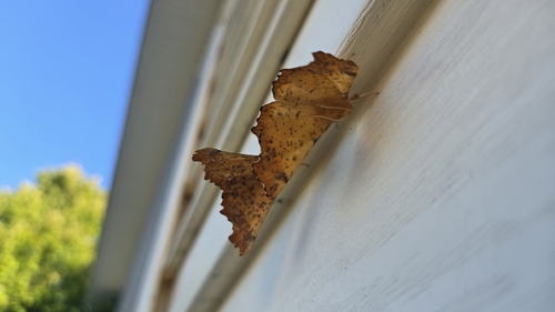 Maple Spanworm Moth