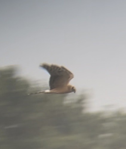 Pallid Harrier