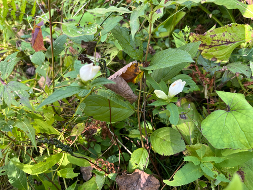 white turtlehead