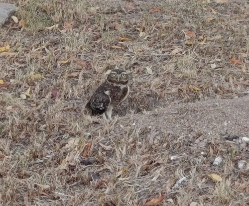 Burrowing Owl