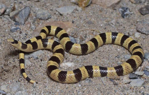 Mojave Shovelnose Snake