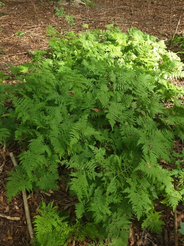 broad beech fern