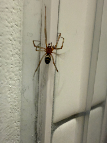 False Black Widow