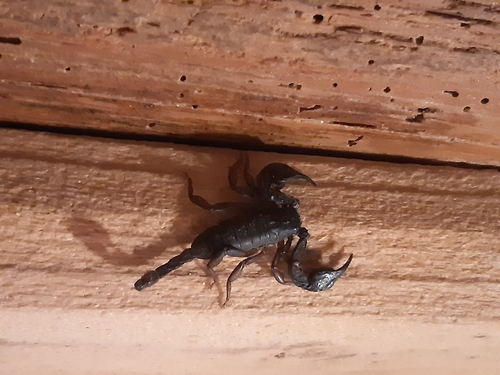 Italian scorpion