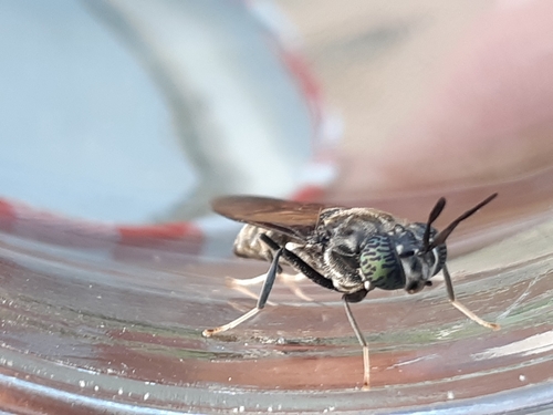 Black Soldier Fly