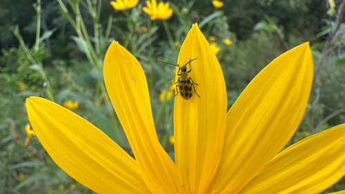 Spotted Cucumber Beetle