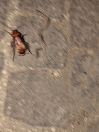 American Cockroach