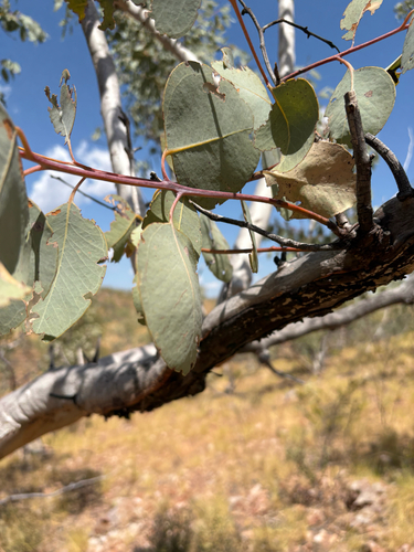 Northern White Gum