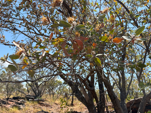 Xanthostemon paradoxus