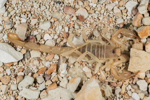 Paruroctonus variabilis